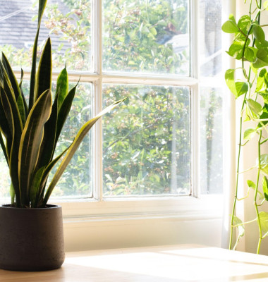 Snake plant next to a window in a beautifully designed home or apartment interior.