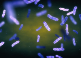 Leprosy bacteria, illustration