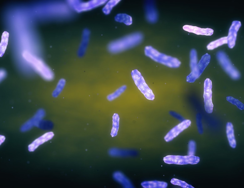 Leprosy bacteria, illustration