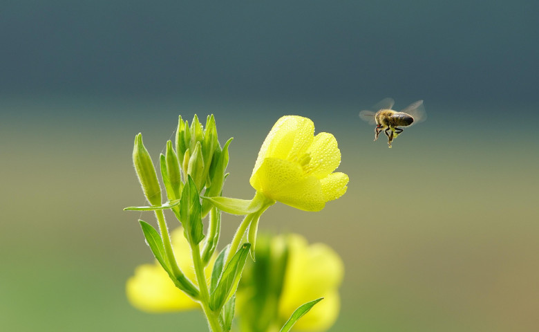 flori, primavara, echinoctiu de primavara