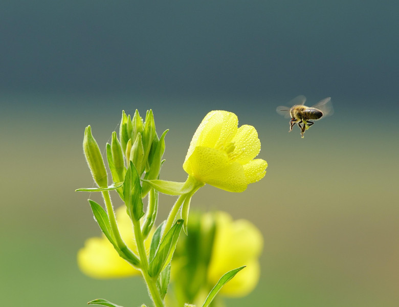 flori, primavara, echinoctiu de primavara