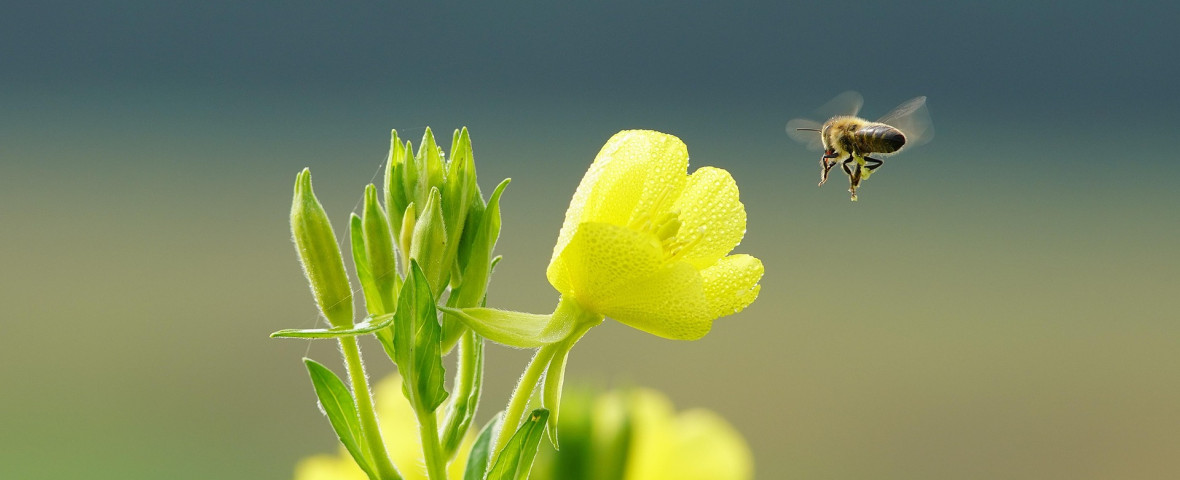 flori, primavara, echinoctiu de primavara