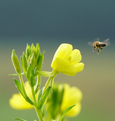 flori, primavara, echinoctiu de primavara