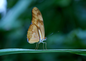 fluture