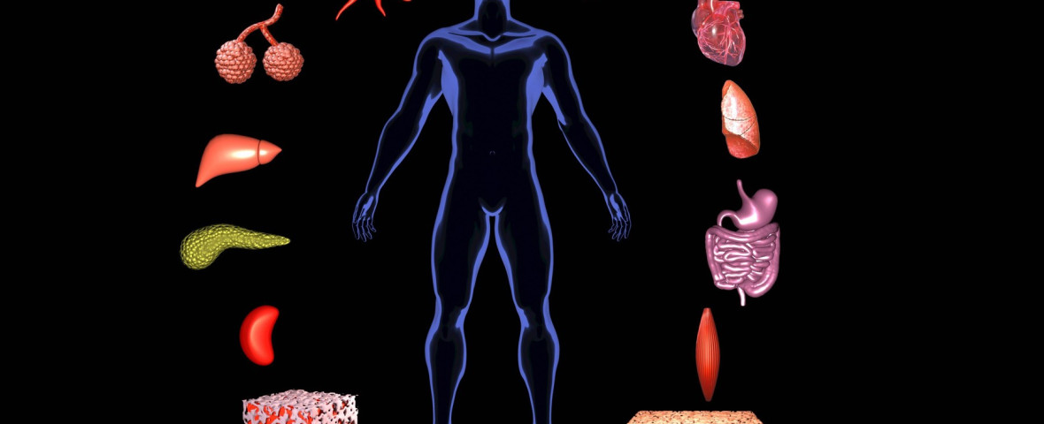 interoceptie, corpul uman
