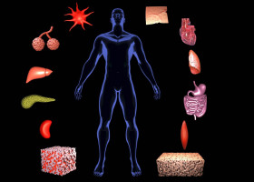 interoceptie, corpul uman