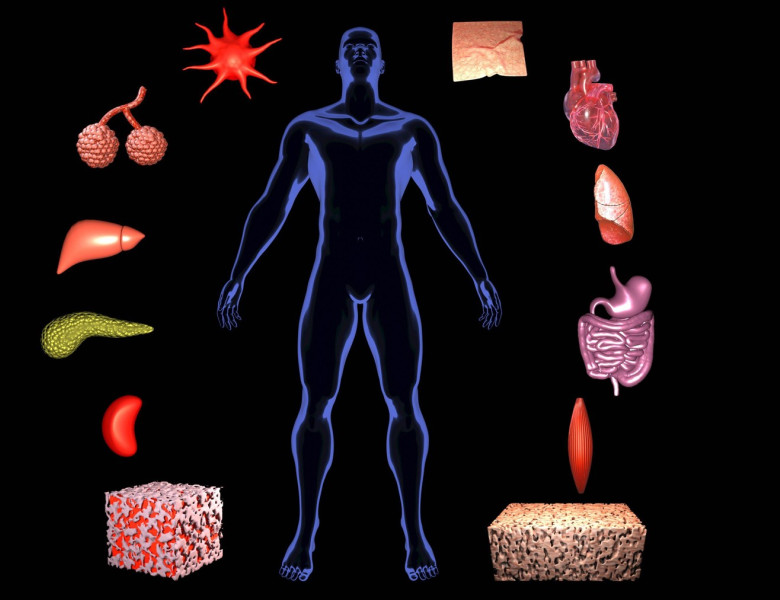 interoceptie, corpul uman