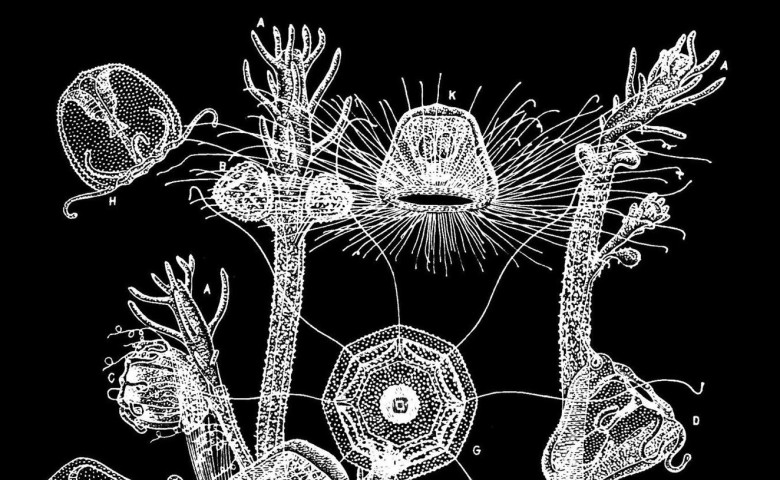 Turritopsis dohrnii