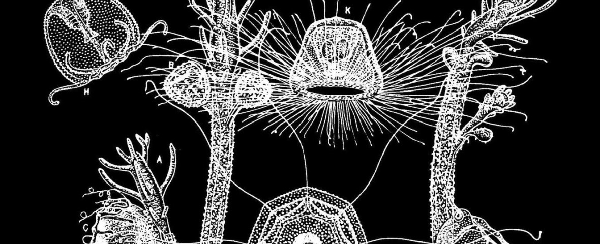 Turritopsis dohrnii
