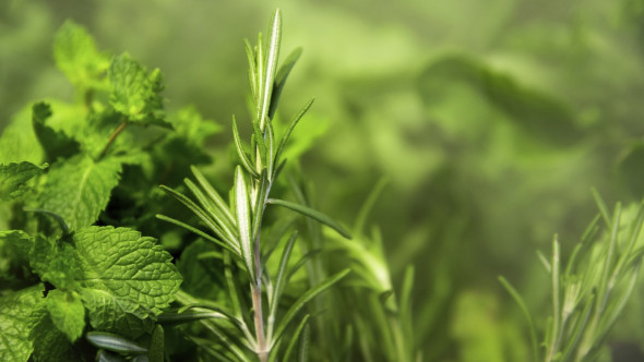 Planta aromatică asociată cu o memorie mai bună și reducerea anxietății. Ce spun cercetările despre legătura cu Alzheimer