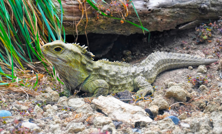 reptila Tuatara pe pamant pietruit