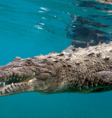 Crocodil de apa sarata