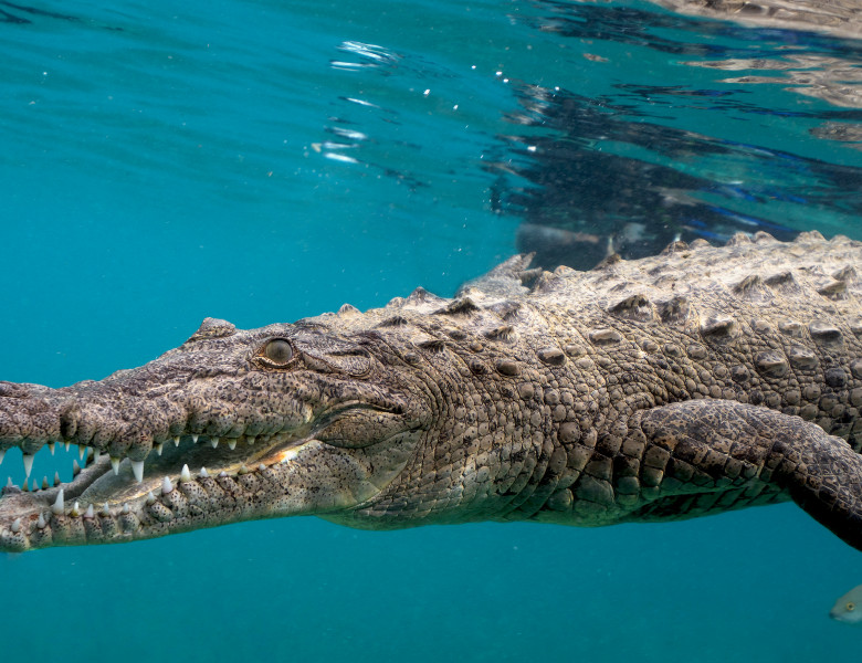 Crocodil de apa sarata