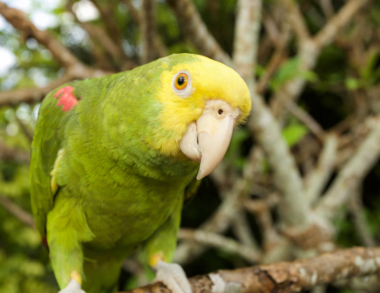 Papagal Amazon cu cap galben