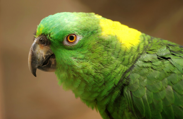 Papagal Amazon cu ceafa galbena