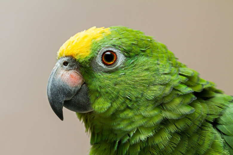 Papagalul Amazon cu coroana galbena