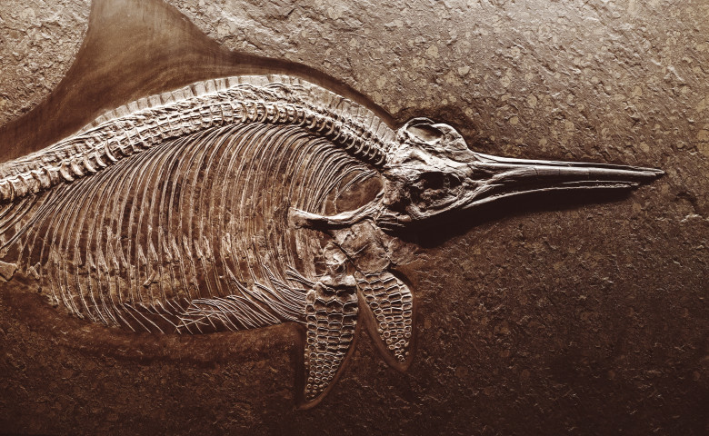 Ichthyosaur