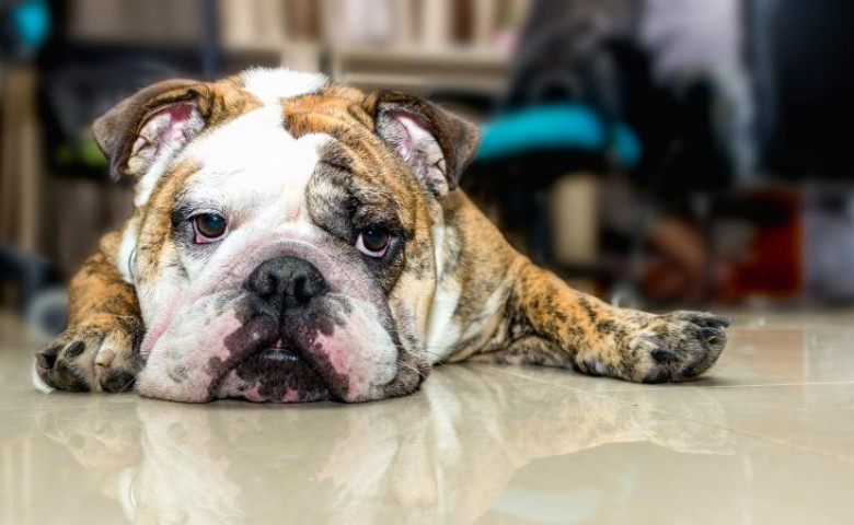 Caine Bulldog Englez