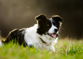 Caine Collie