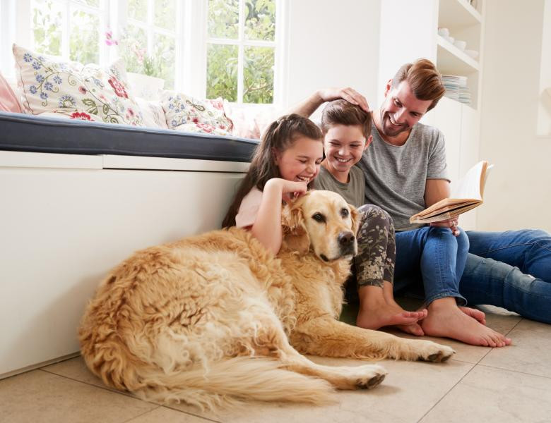 Caine golden retriever familie