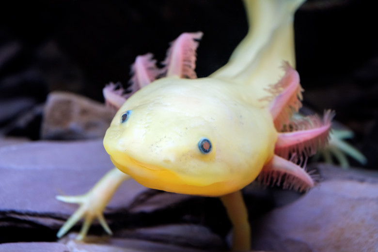 axolotl bej si roz in acvariu