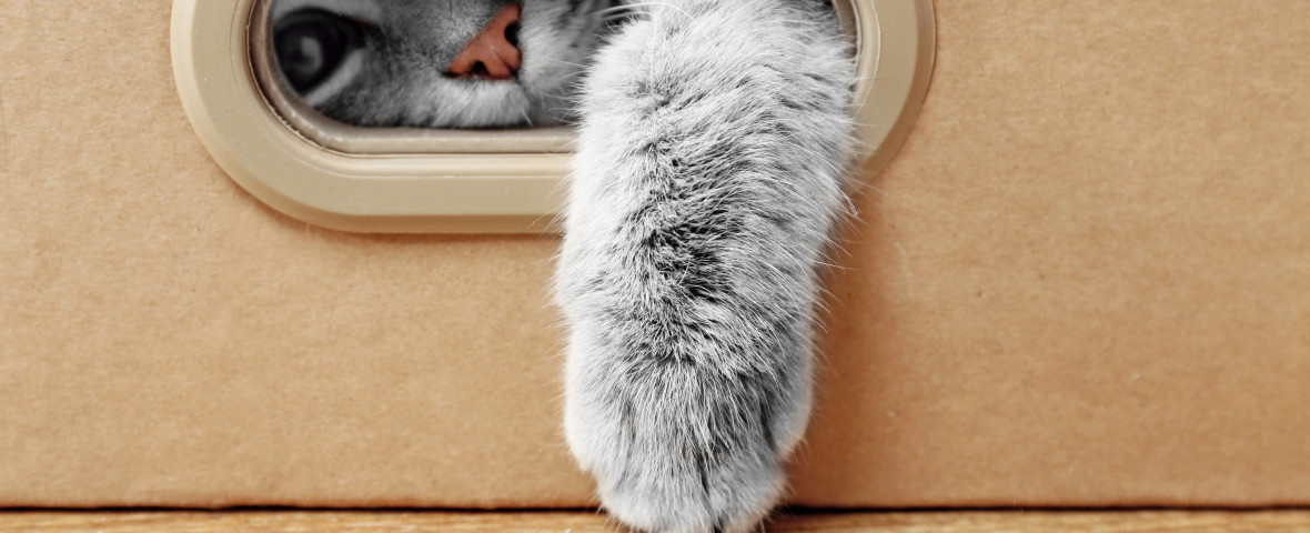pisica in cutie