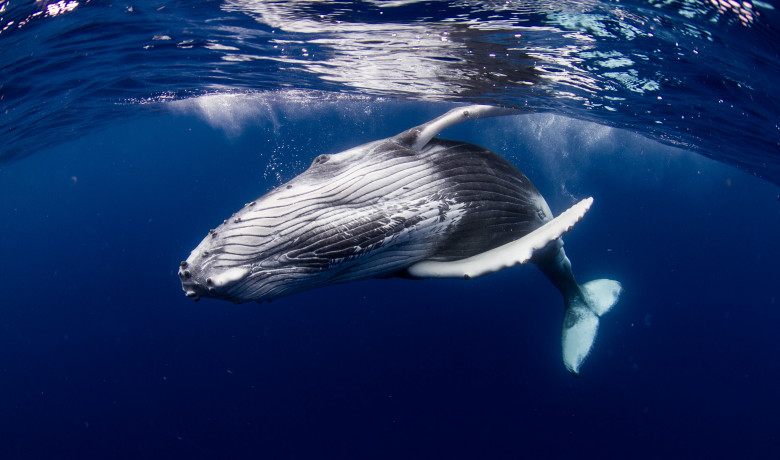 balena albastra