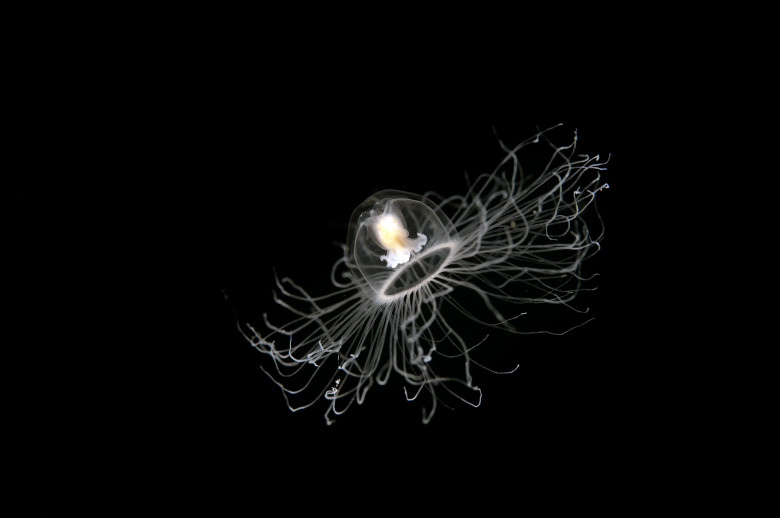 Meduza nemuritoare Turriptopsis Dohrnii