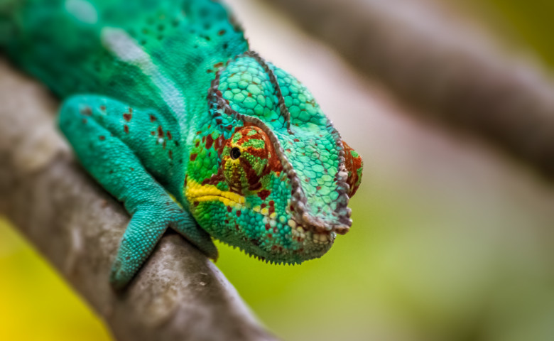 cameleon