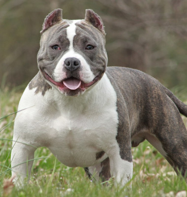 American_Bully_