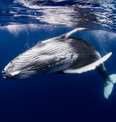 balena albastra in ocean cu burta spre camera
