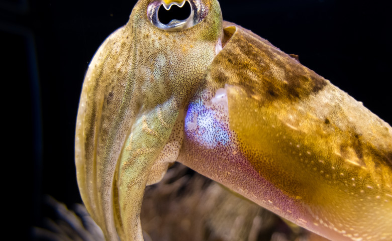 Caracatita calamar