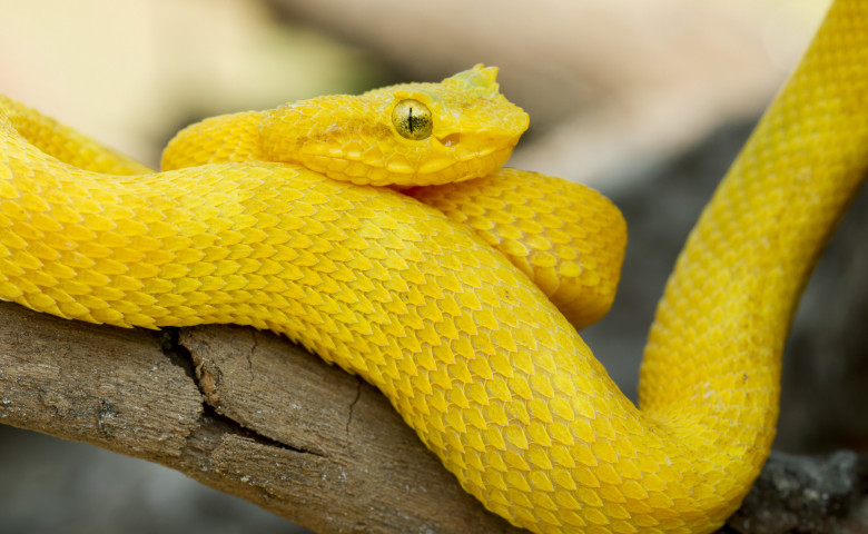 sarpe vipera galbena