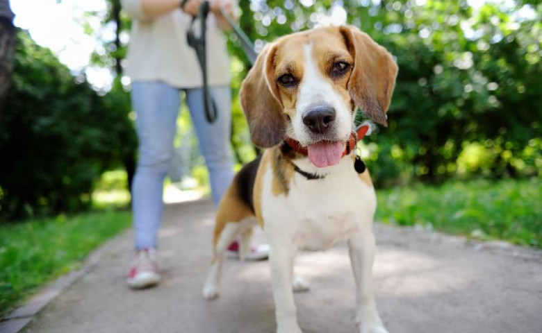Caine beagle