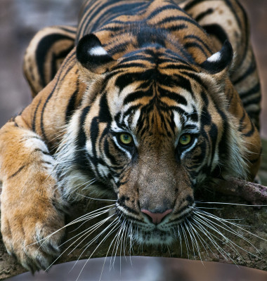 tigru sumatra