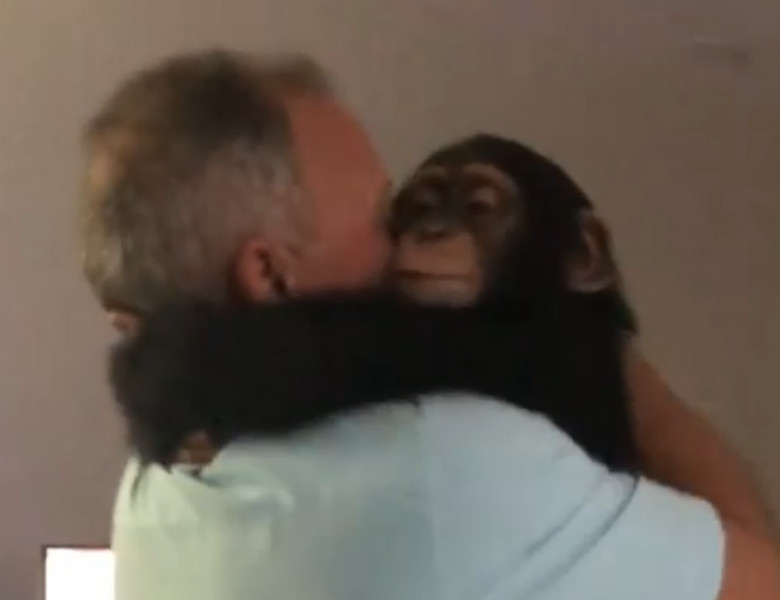 cimpanzeu reuniune
