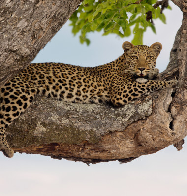 Leopard in copac