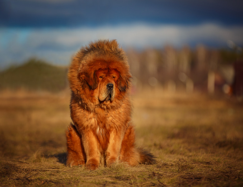 Caine Mastiff Tibetan