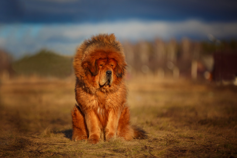 Caine Mastiff Tibetan