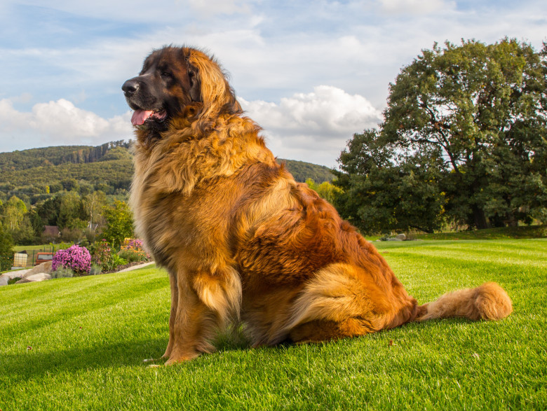 Caine Leonberger