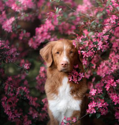 Caine Retriever de Nova Scotia