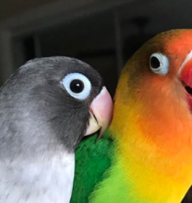 papagali pasari dragoste