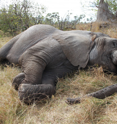 elefant dormind