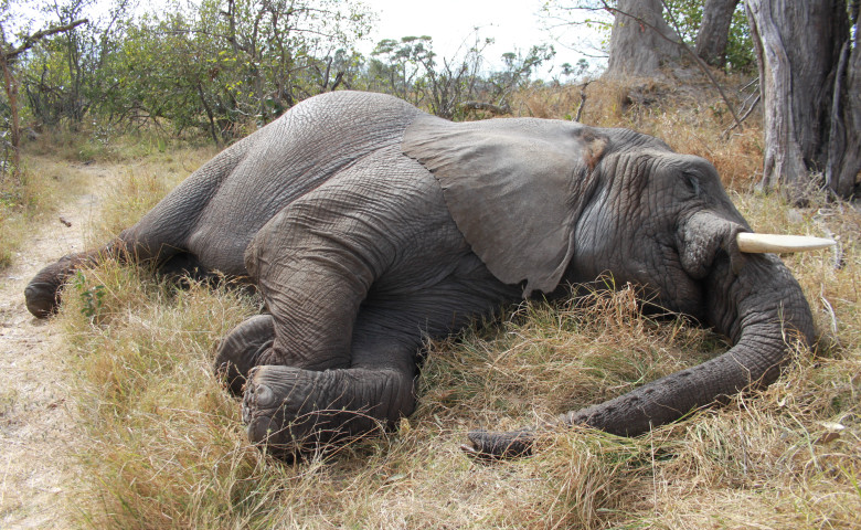 elefant dormind