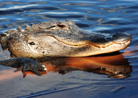 crocodil
