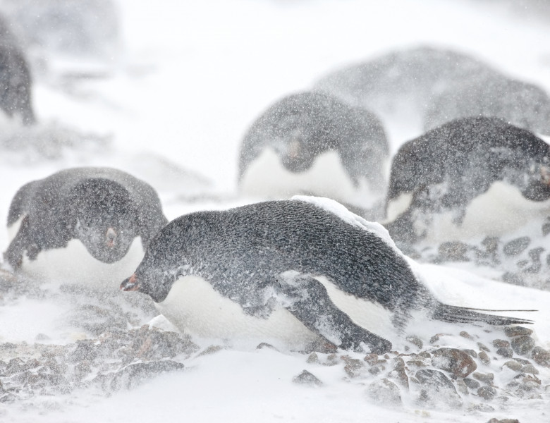 pinguini adelie furtuna