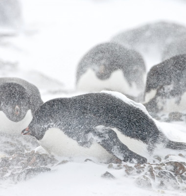 pinguini adelie furtuna