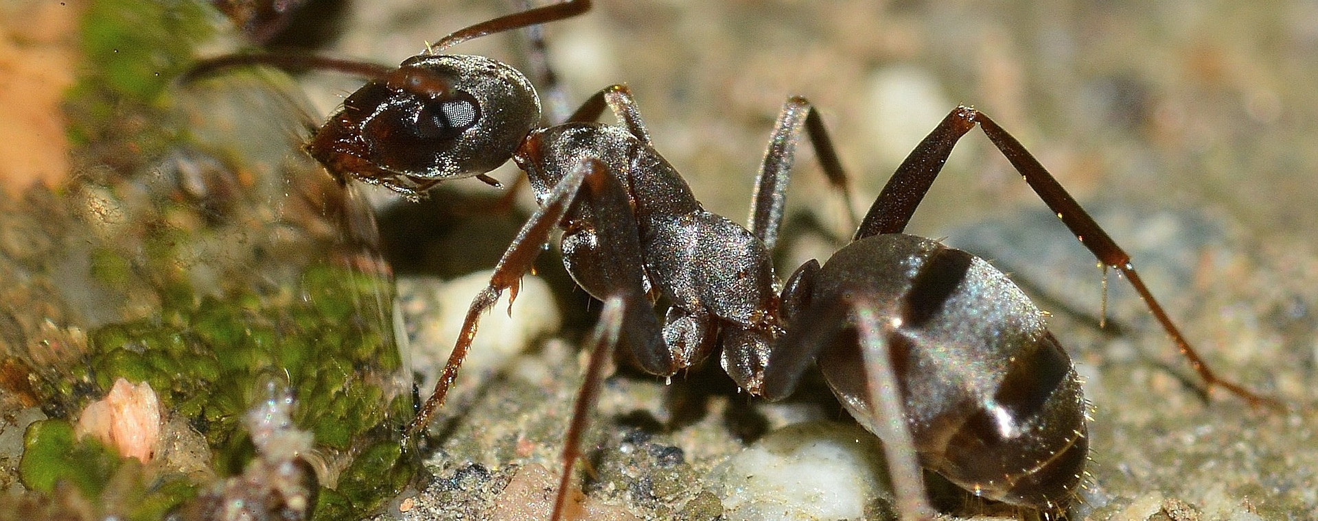 ants