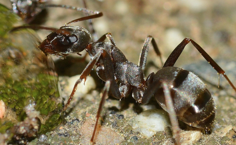 ants