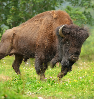 bizon atac 2